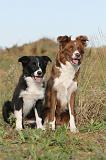 BORDER COLLIE 275